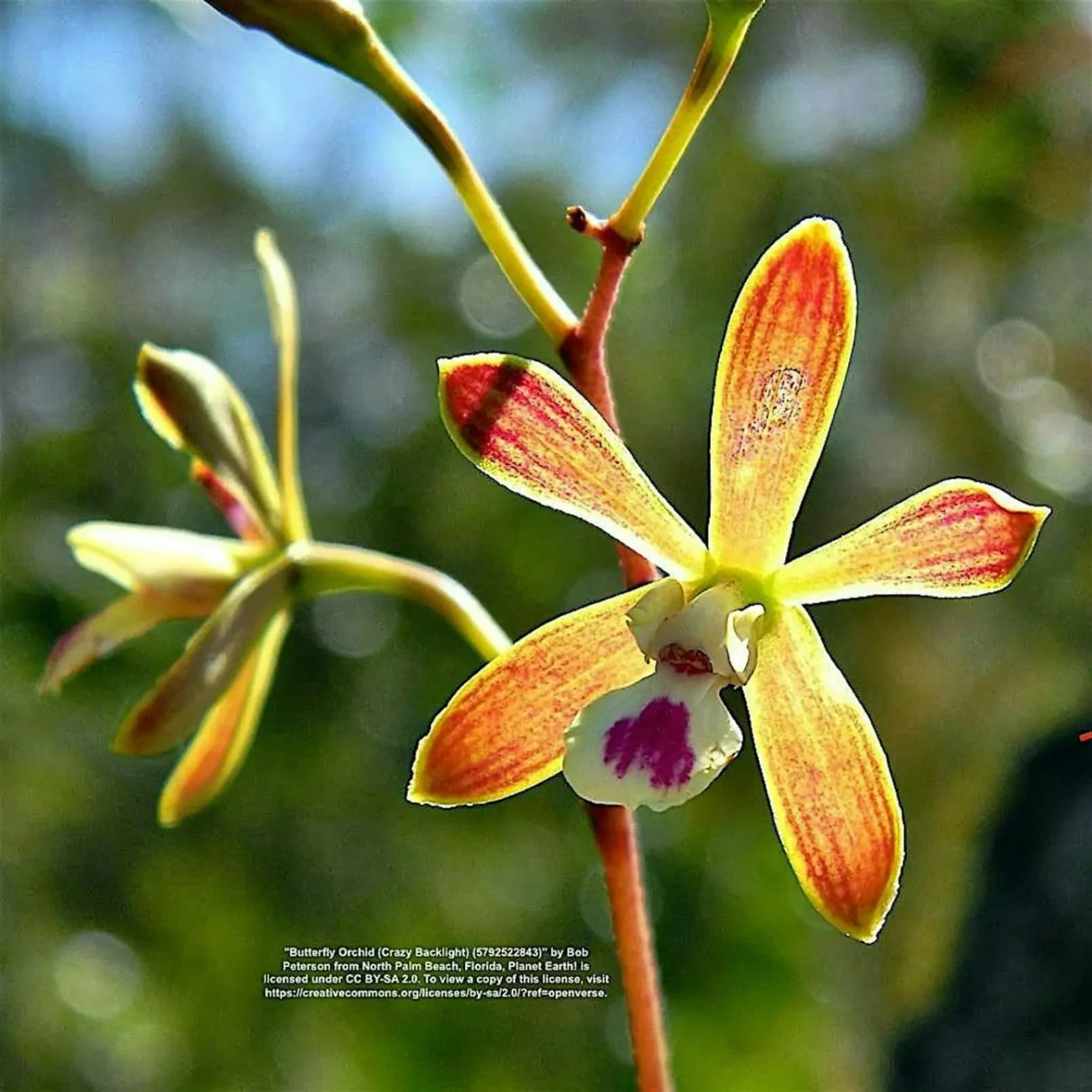 Native Orchid Conservation and Installation