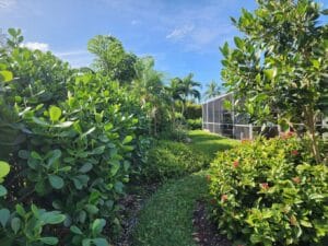 cape-corel-lawn-garden