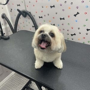 abc-mobile-grooming-fl-01-1