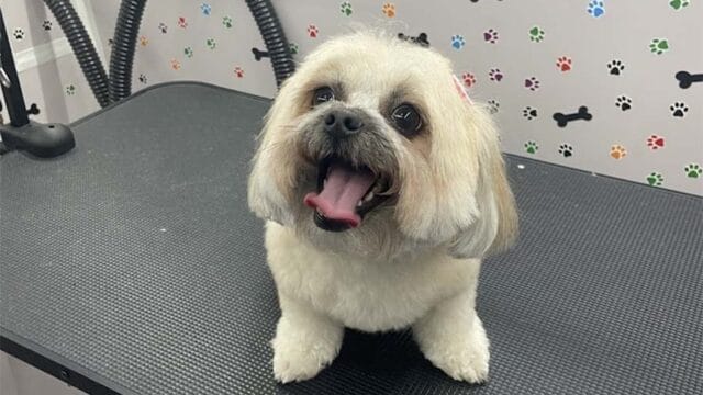 abc-mobile-grooming-fl-01-1