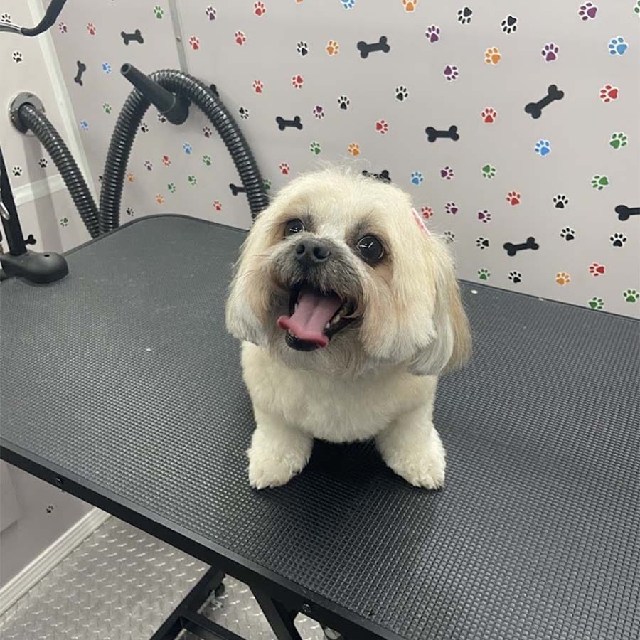 abc-mobile-grooming-fl-01-1