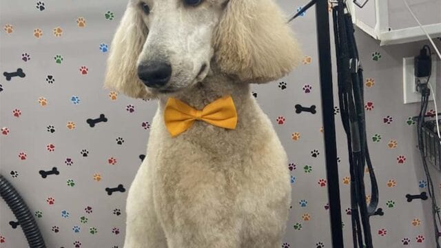 abc-mobile-grooming-fl-02-1