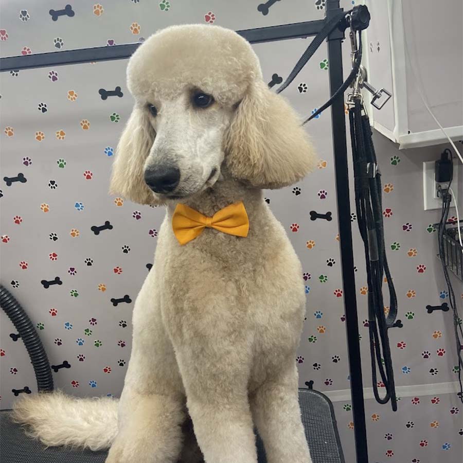 abc-mobile-grooming-fl-02-1