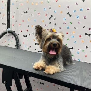 abc-mobile-grooming-fl-04-1