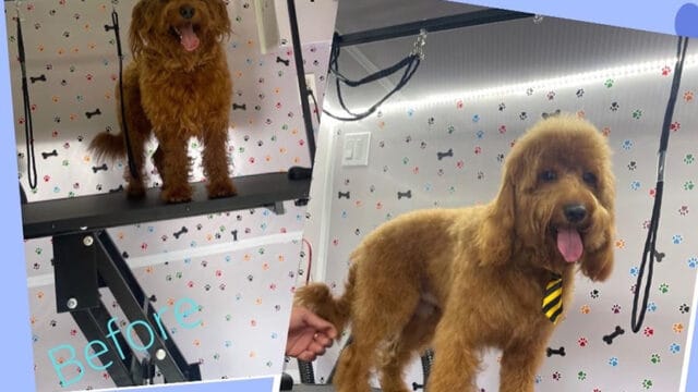 abc-mobile-grooming-fl-05-1