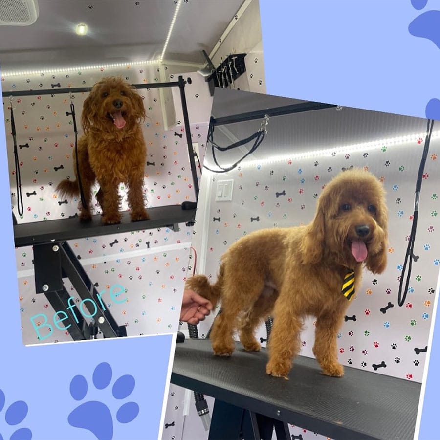 abc-mobile-grooming-fl-05-1