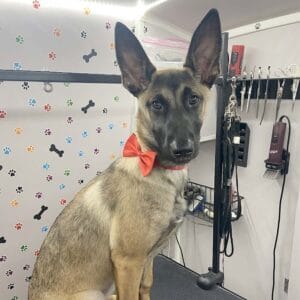 abc-mobile-grooming-fl-06-1