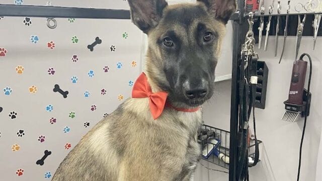 abc-mobile-grooming-fl-06-1