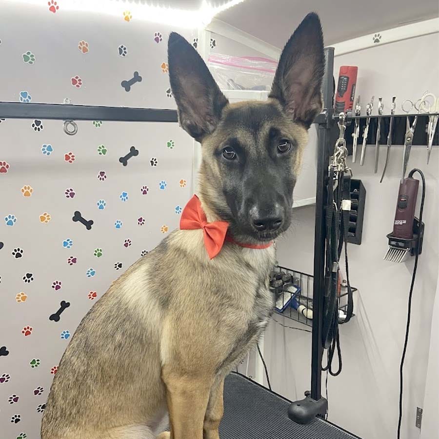 abc-mobile-grooming-fl-06-1