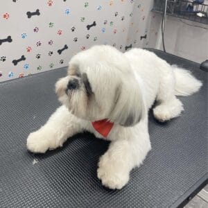 abc-mobile-grooming-fl-07-1