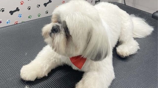 abc-mobile-grooming-fl-07-1