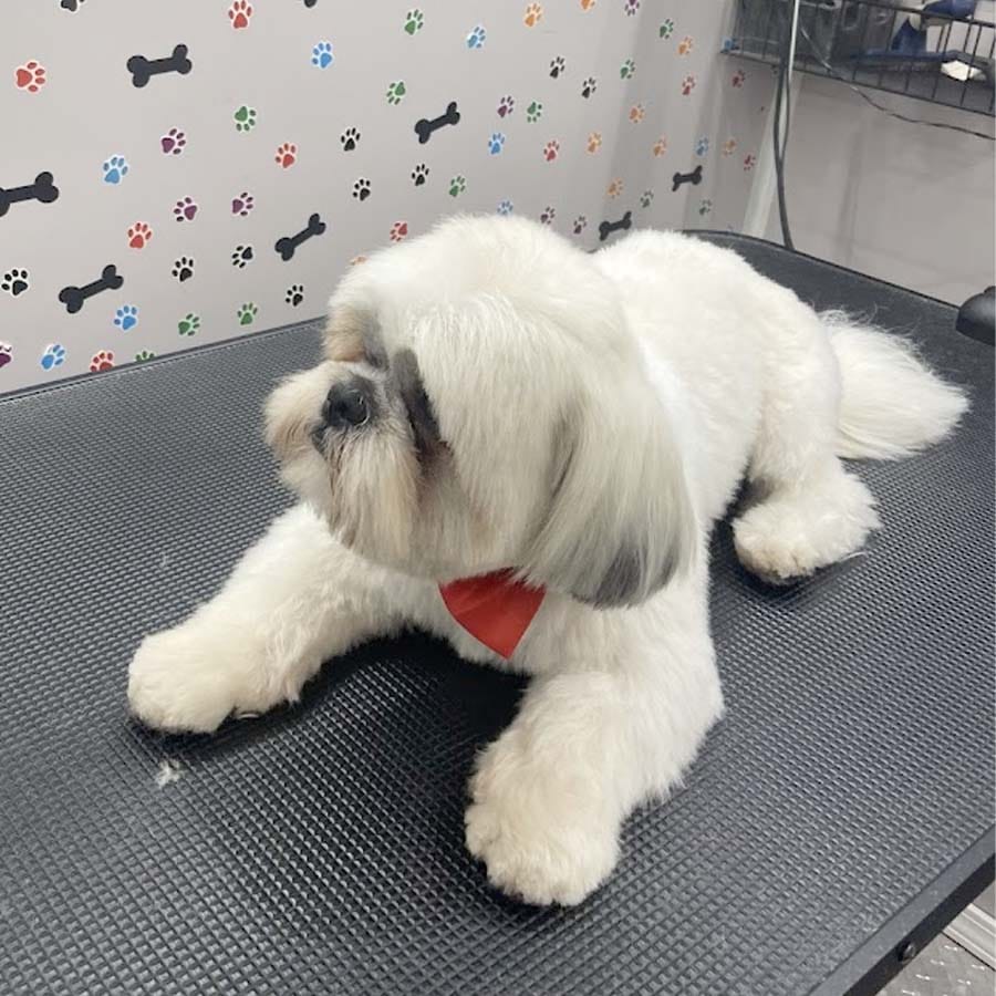 abc-mobile-grooming-fl-07-1