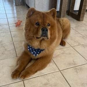 abc-mobile-grooming-leo