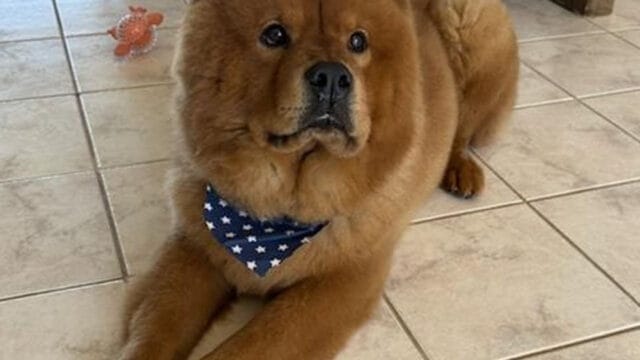 abc-mobile-grooming-leo