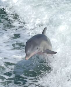 Dolphin
