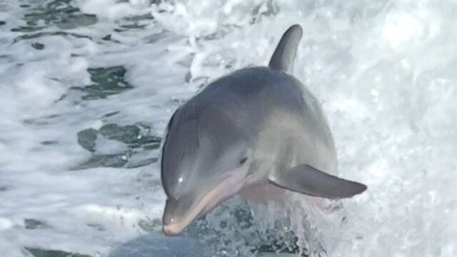 Dolphin