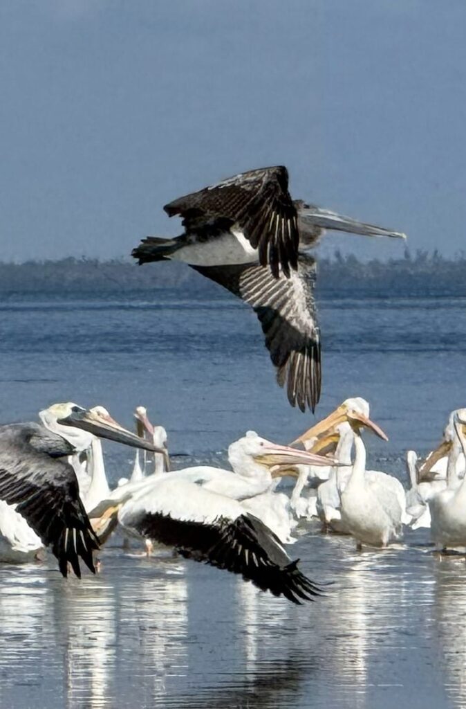 Coastal Friends Boat Tours