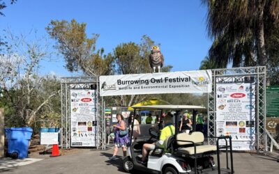 Cape Coral Burrowing Owl Festival: 24th Annual Celebration of Local Wildlife