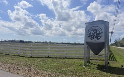 Weekend Brunch at Blossom & Brie: A Farm-to-Table Review Worth the Visit